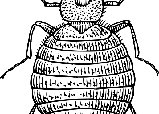 הדברת פשפש המיטה